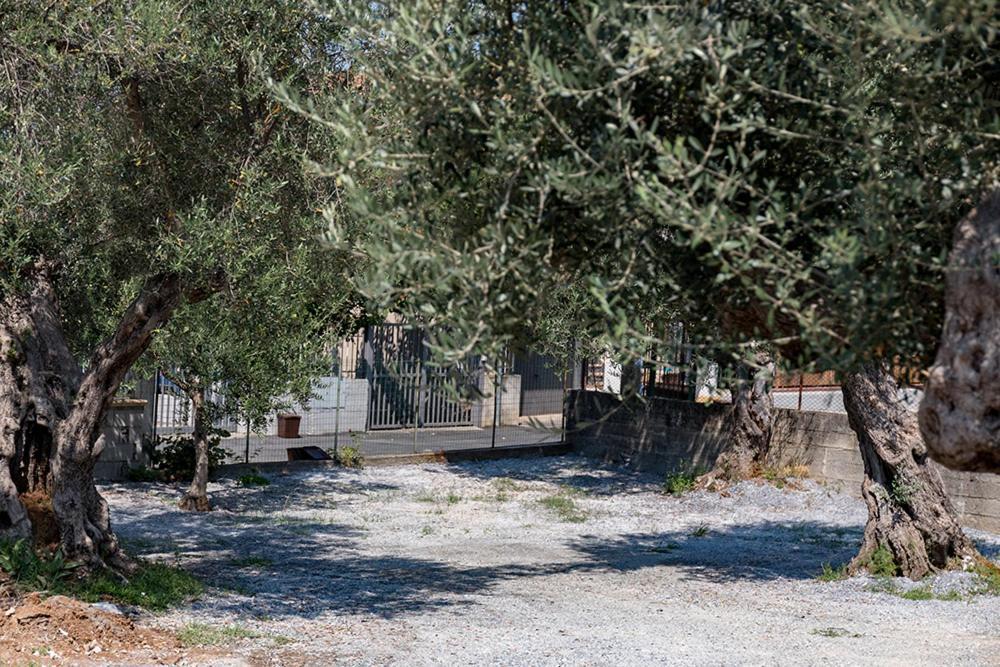 B&B Il Feudo Cirella Eksteriør bilde